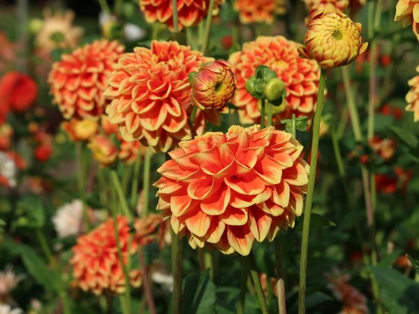 What are the top tips for planning a UK house move timeline?